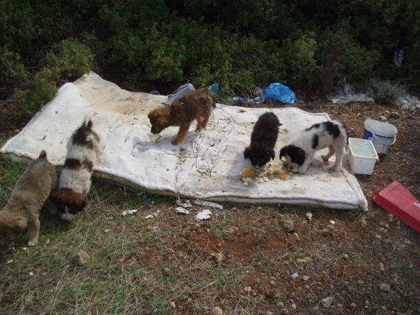 Δήλεσι Βοιωτίας: Ξεφορτώνονται τα ανεπιθύμητα ζώα τους αφήνοντας τα να ζήσουν χωρίς φαγητό και νερό